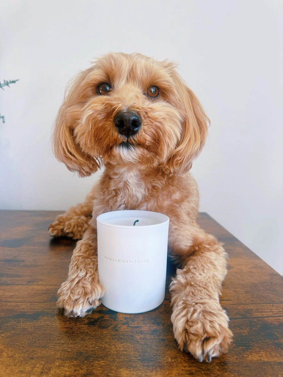 Goodbye Anxiety | Dog Friendly Candle
